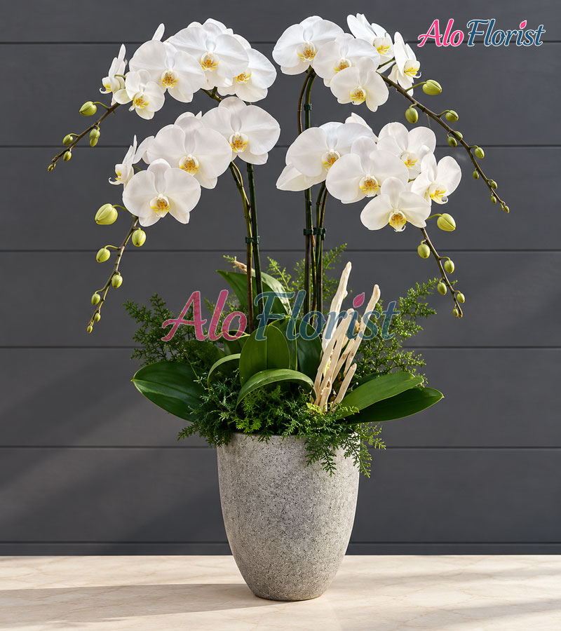 Cát Tường Như Ý Alo-LHD-005