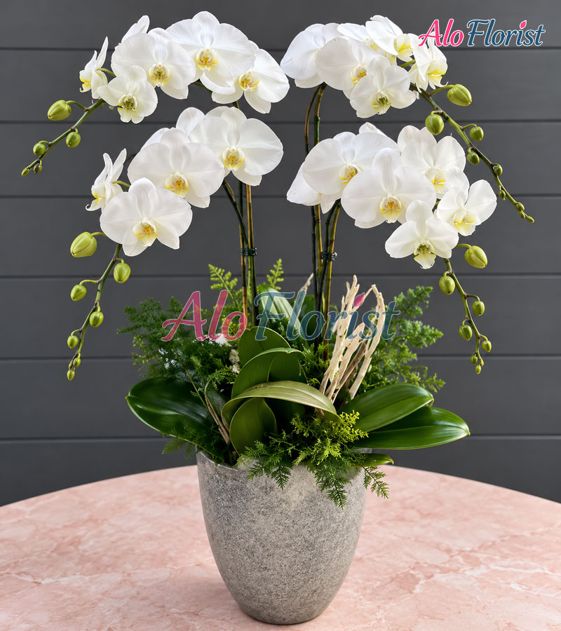 cat-tuong-nhu-y-alo-lhd-005-3-aloflorist