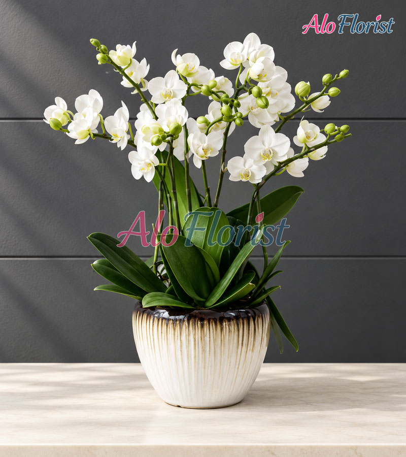 Đại Phú Đại Quý Alo-LHD-003