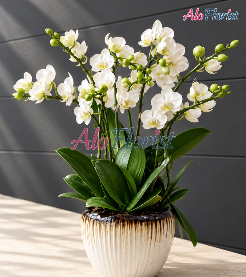 dai-phu-dai-quy-alo-lhd-003-2-aloflorist