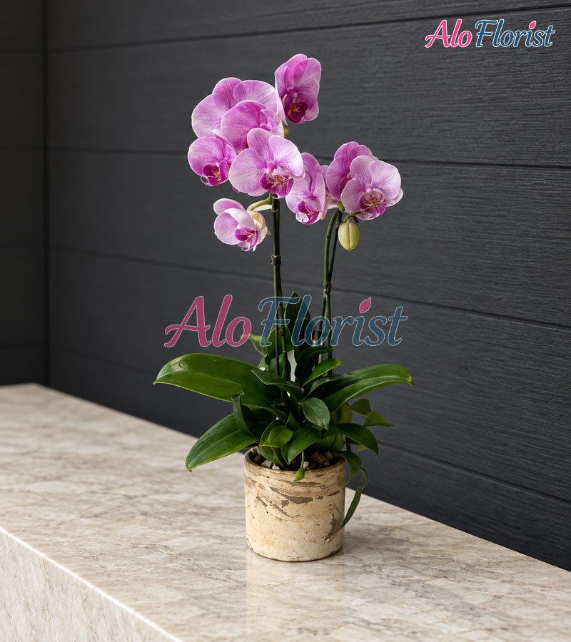 hoang-kim-vuong-phat-alo-lhd-025-2-aloflorist