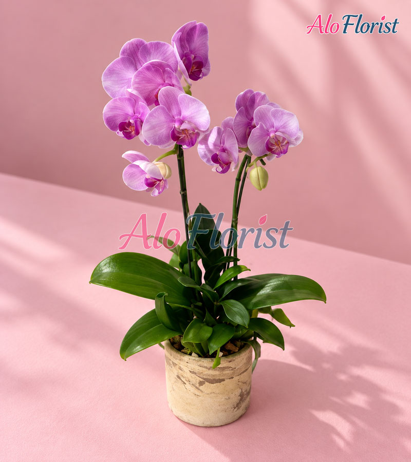 hoang-kim-vuong-phat-alo-lhd-025-3-aloflorist