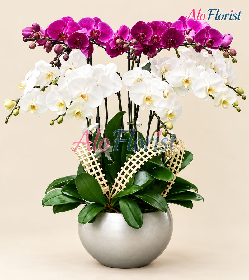 Hương Sắc Thịnh Vượng Alo-LHD-018