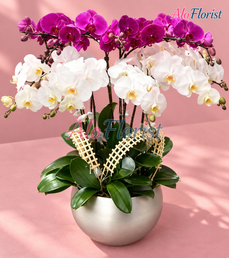 huong-sac-thinh-vuong-alo-lhd-018-3-aloflorist