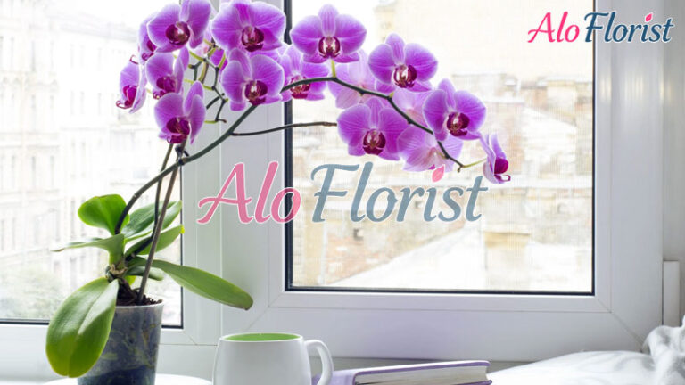 kham-pha-lan-ho-diep-loai-hoa-cua-su-sang-trong-va-may-man-1-aloflorist