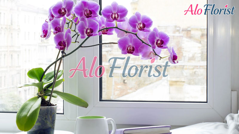 kham-pha-lan-ho-diep-loai-hoa-cua-su-sang-trong-va-may-man-1-aloflorist