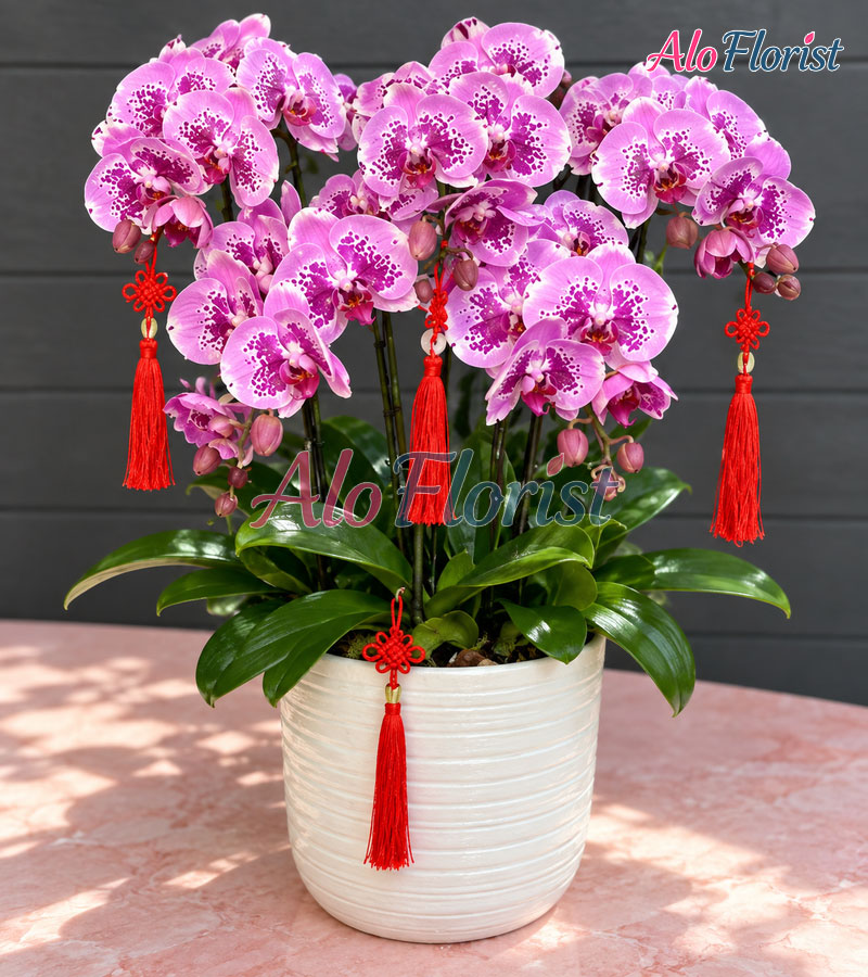 khoi-sac-thanh-cong-alo-lhd-009-3-aloflorist