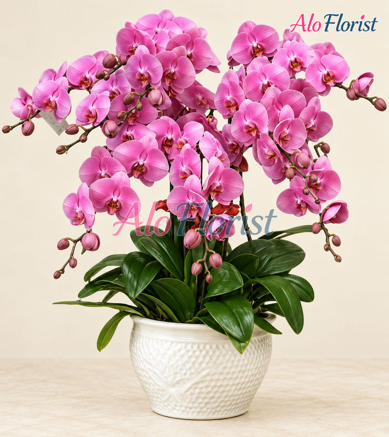 Lan Ngọc Cát Tường Alo-LHD-017