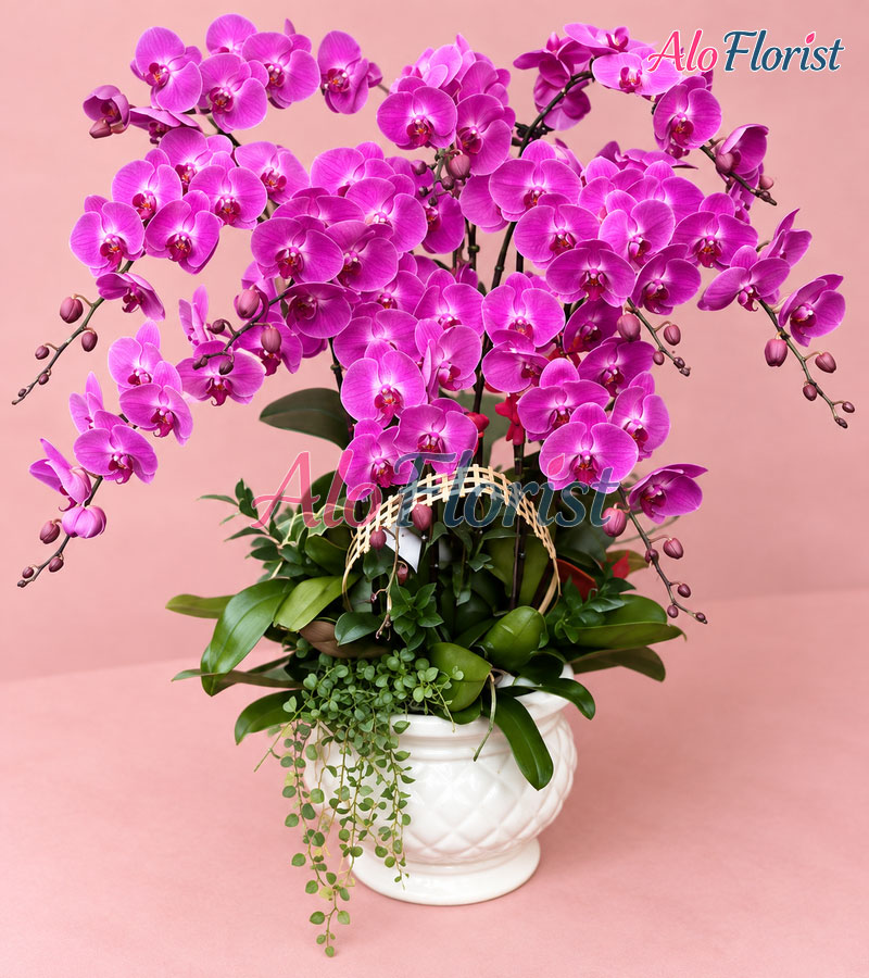 ngoc-lan-phu-quy-alo-lhd-015-3-aloflorist