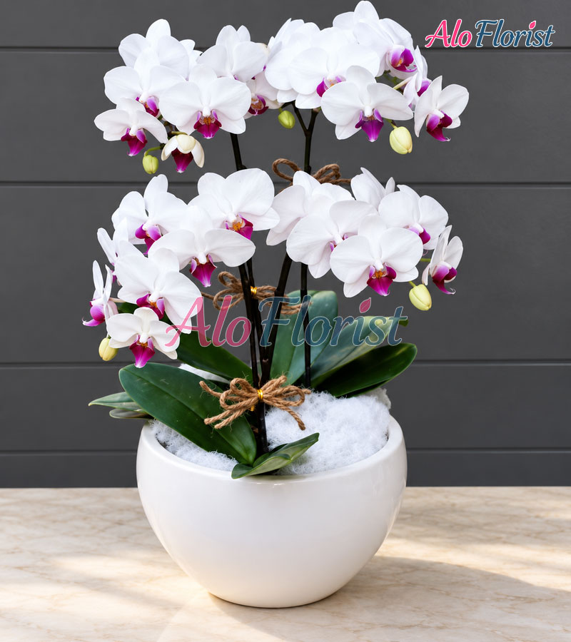Phú Quý Cát Tường Alo-LHD-000