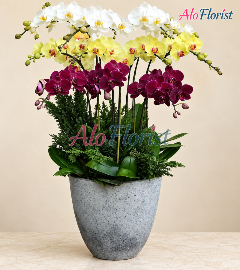 Phú Quý Mãn Đường Alo-LHD-013