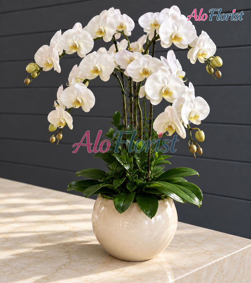 phuc-loc-an-khang-alo-lhd-006-2-aloflorist