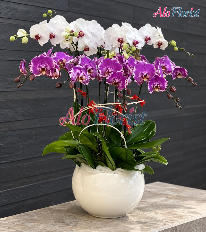 Tài Lộc Thăng Hoa Alo-LHD-012