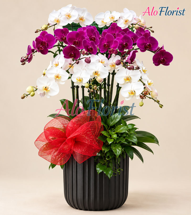 Thanh Nhã Cát Tường Alo-LHD-020
