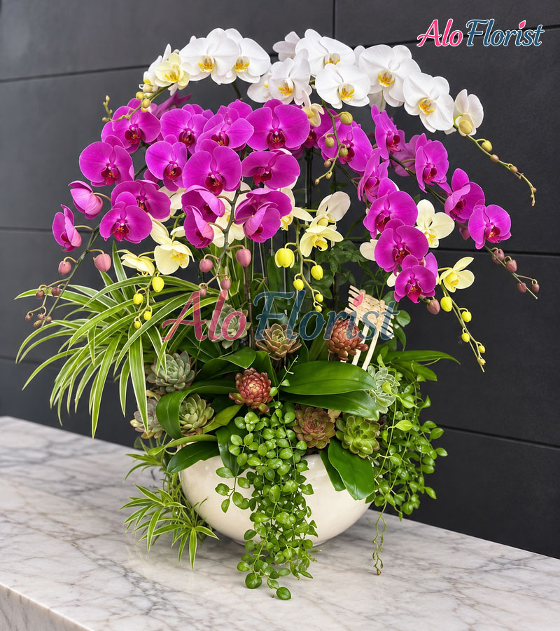 tinh-khoi-nhu-y-alo-lhd-022-2-aloflorist