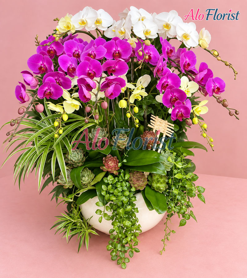 tinh-khoi-nhu-y-alo-lhd-022-3-aloflorist