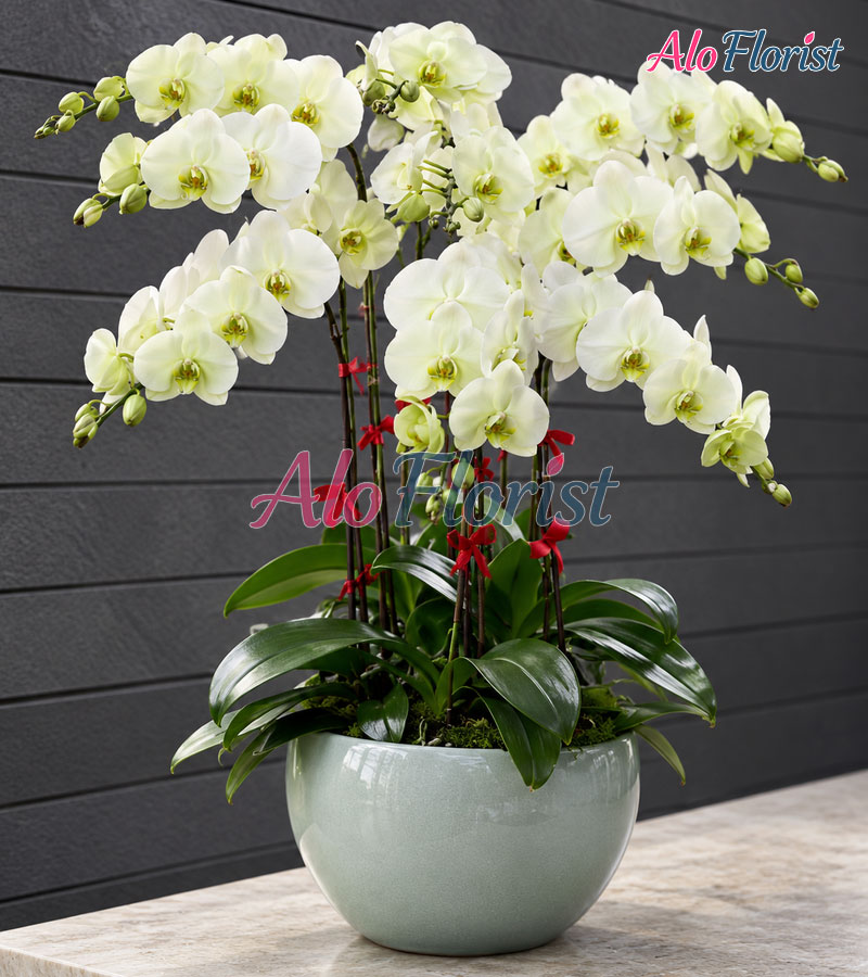 van-phuc-an-nhien-alo-lhd-014-2-aloflorist