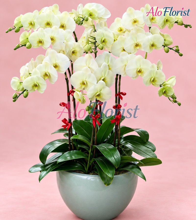 van-phuc-an-nhien-alo-lhd-014-3-aloflorist