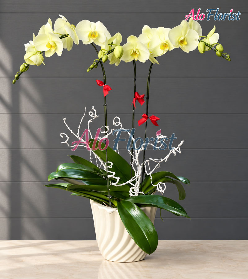Vạn Sự Hanh Thông Alo-LHD-001