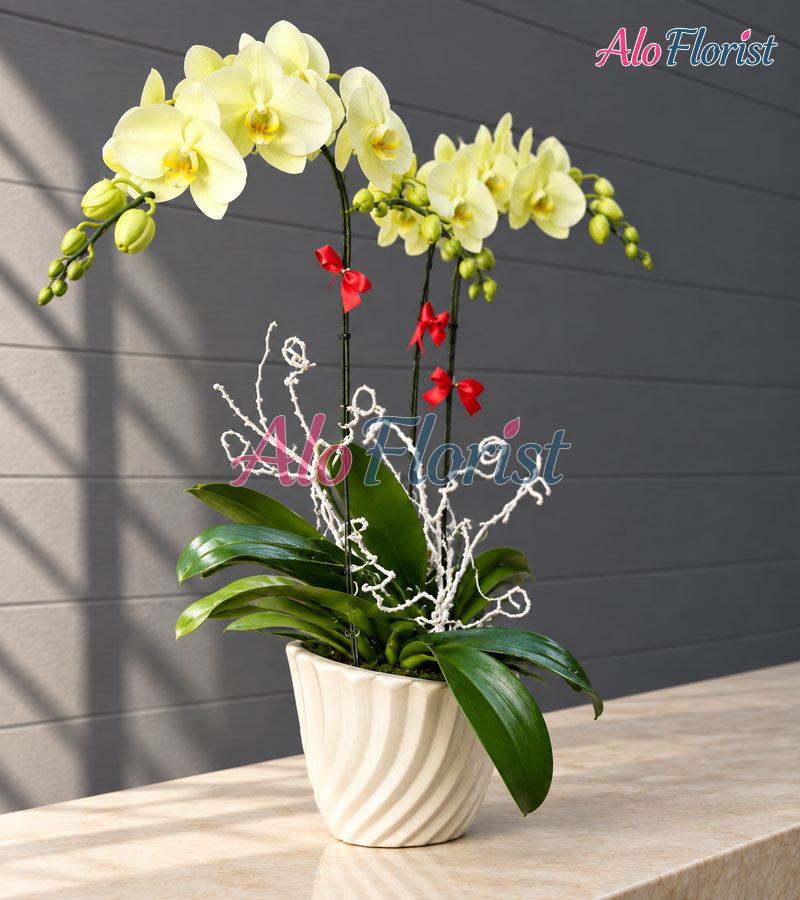 van-su-hanh-thong-alo-lhd-001-2-aloflorist