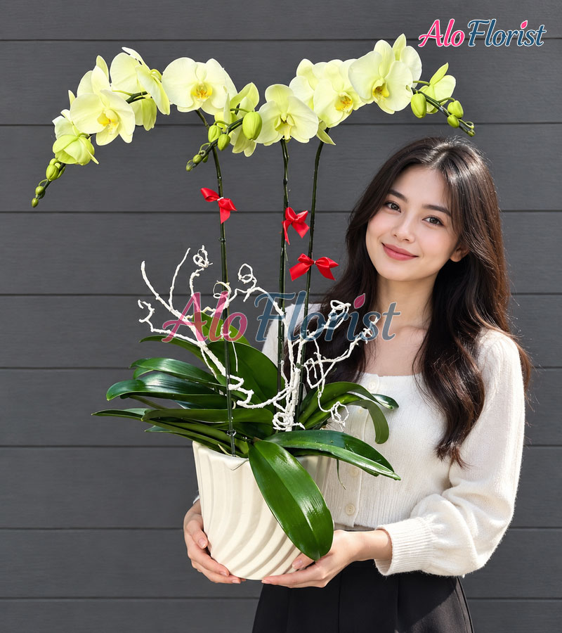 van-su-hanh-thong-alo-lhd-001-5-aloflorist