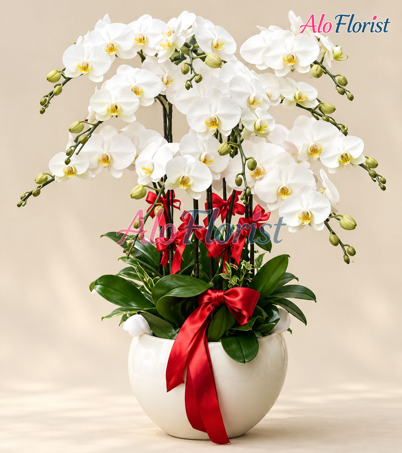 Vẻ Đẹp Viên Mãn Alo-LHD-021
