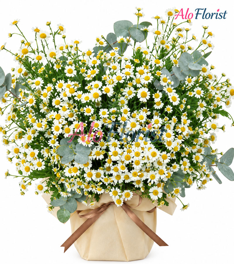 Vườn Cúc Bình Yên Alo-TY-004