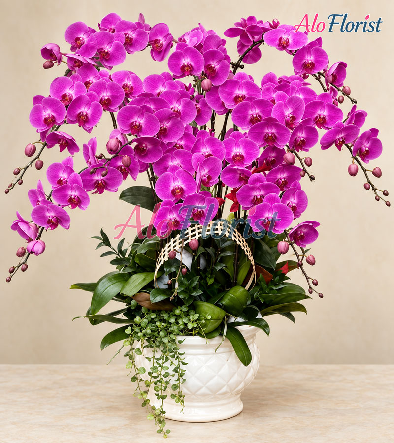 ngoc-lan-phu-quy-alo-lhd-015-1-aloflorist